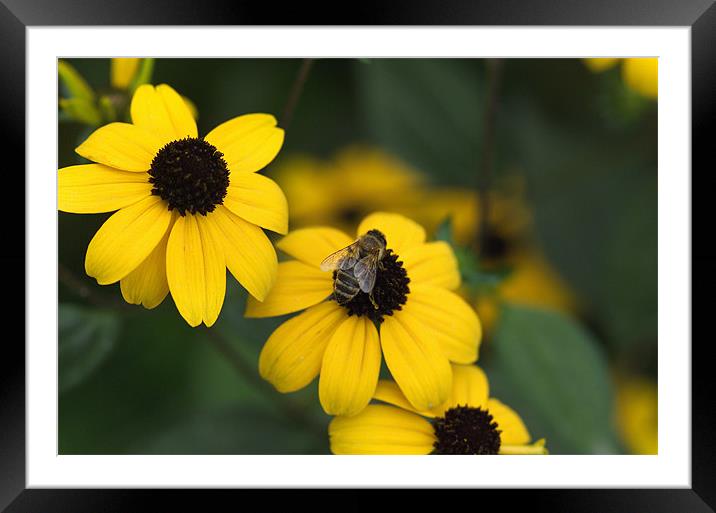 One bee over the flowers nest Framed Mounted Print by Adrian Bud