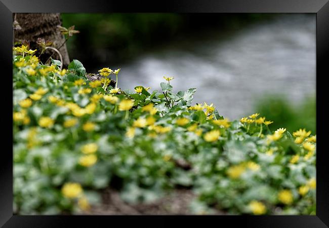 Yellow flowers on the waterfront Framed Print by Adrian Bud