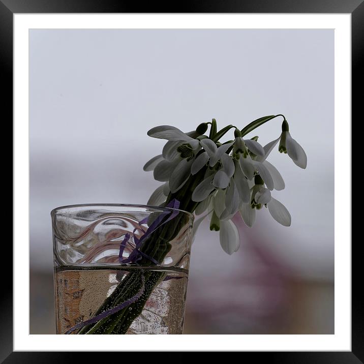 snowdrops bouquet in the glass Framed Mounted Print by Adrian Bud