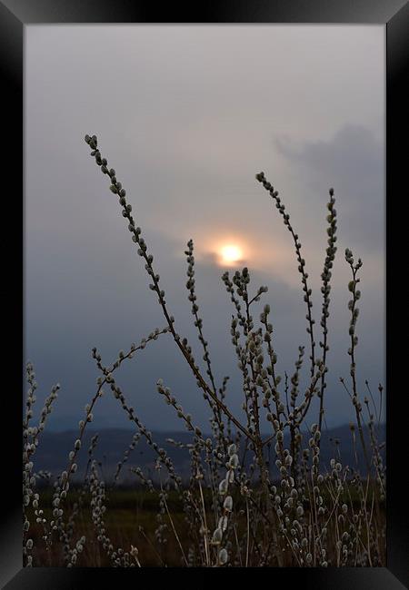 Willow buds in twilight Framed Print by Adrian Bud