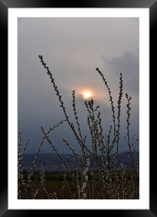 Willow buds in twilight Framed Mounted Print by Adrian Bud