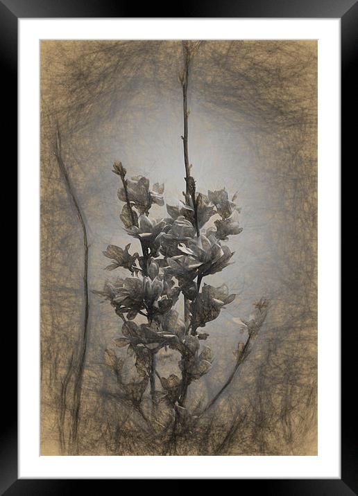 Magnolia blossom in the sky Framed Mounted Print by Adrian Bud