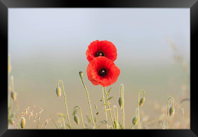 Red Poppies couple Framed Print by Adrian Bud