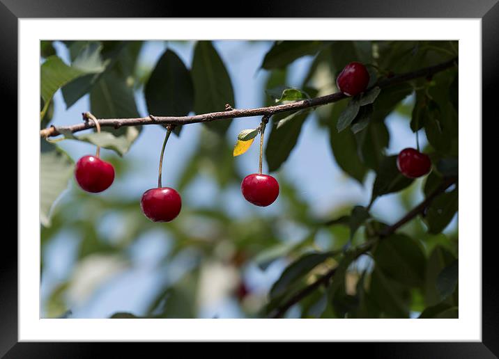 Cherries on branch Framed Mounted Print by Adrian Bud