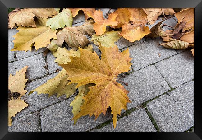 Dry leaves on the street stone pavement Framed Print by Adrian Bud
