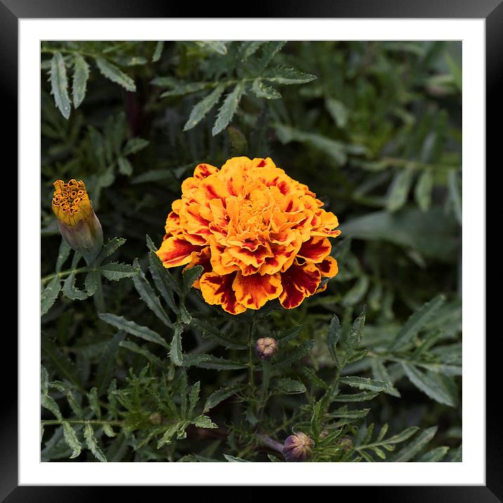 Yellow orange flower Framed Mounted Print by Adrian Bud