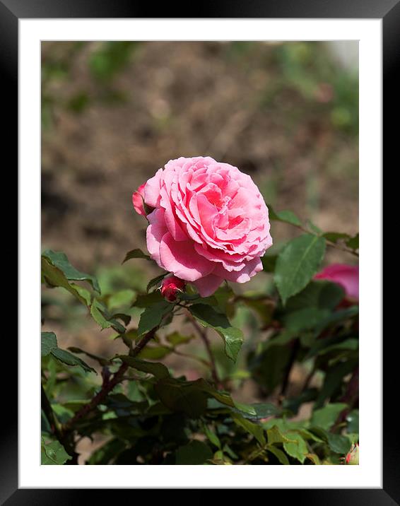 Pink rose with buds Framed Mounted Print by Adrian Bud