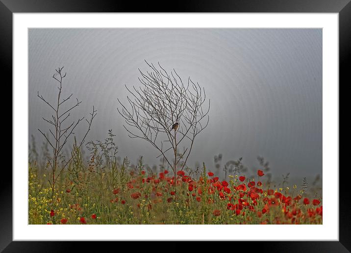 small bird guarding the poppy field Framed Mounted Print by Adrian Bud