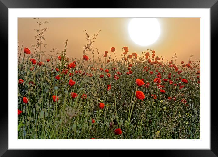 poppy field in the morning Framed Mounted Print by Adrian Bud