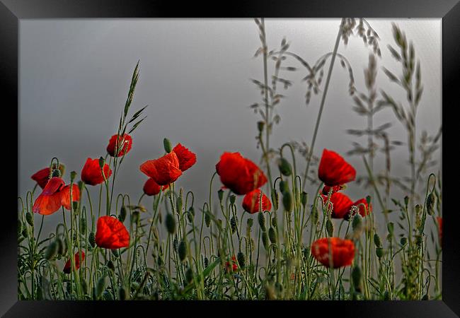 poppy field in the cold morning Framed Print by Adrian Bud