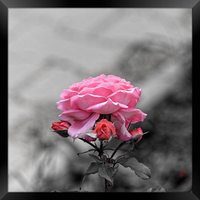Sad pink rose with three buds Framed Print by Adrian Bud
