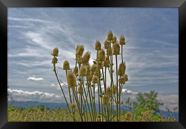 roadside thistle bouquet Framed Print by Adrian Bud