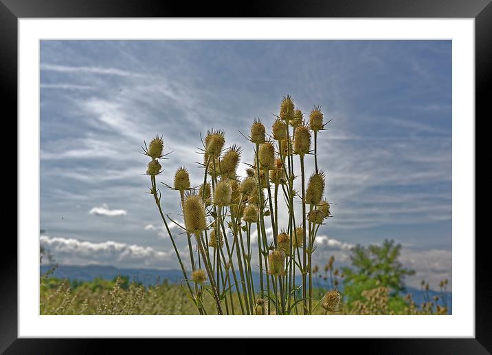 roadside thistle bouquet Framed Mounted Print by Adrian Bud