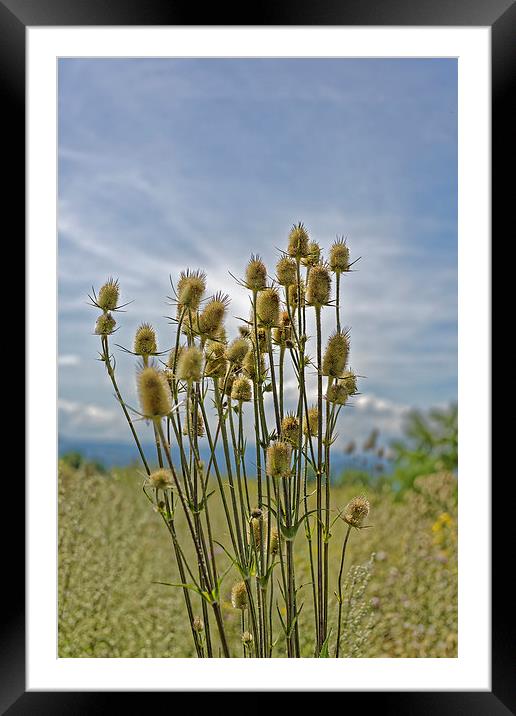 roadside thistle bouquet group portrait Framed Mounted Print by Adrian Bud