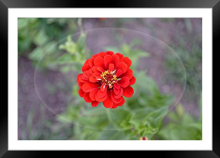 Red garden flower Framed Mounted Print by Adrian Bud