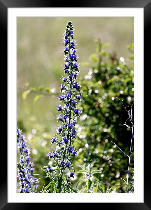 Blue tower flower in the early morning light Framed Mounted Print by Adrian Bud