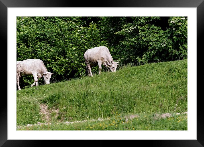 Cows grazing on the edge of mountain road Framed Mounted Print by Adrian Bud