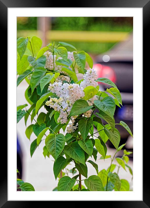 White Lilac Flower Framed Mounted Print by Adrian Bud