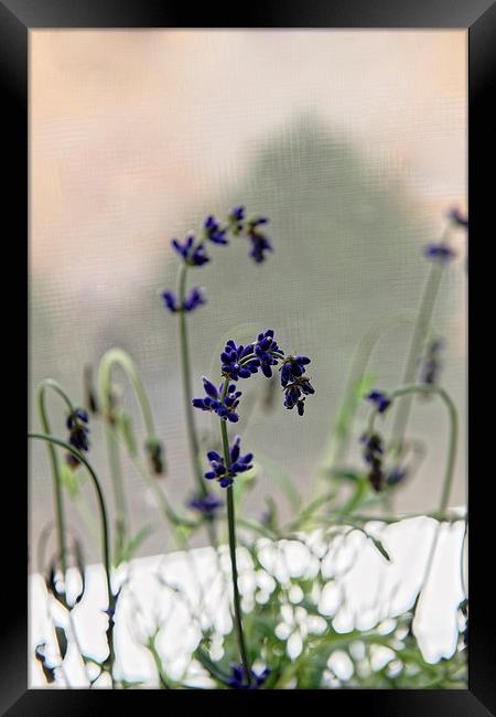 growing lavender vase Framed Print by Adrian Bud