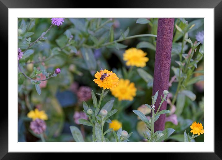 Bee at work Framed Mounted Print by Adrian Bud