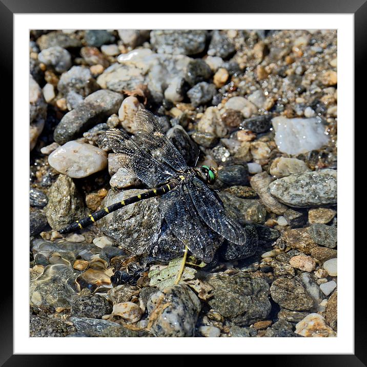 Dragonfly on the rest Framed Mounted Print by Adrian Bud