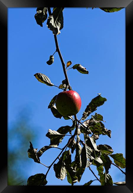 Red apple on branch Framed Print by Adrian Bud