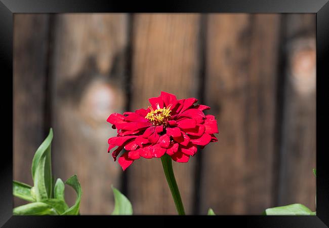 Red flower at the wooden fence Framed Print by Adrian Bud