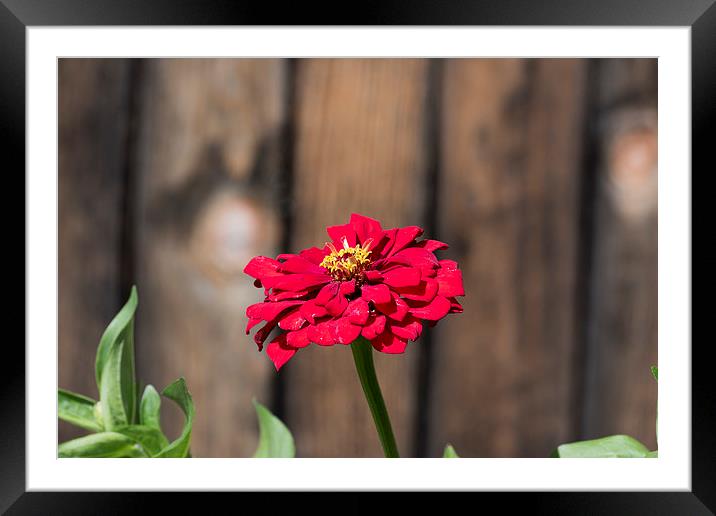 Red flower at the wooden fence Framed Mounted Print by Adrian Bud
