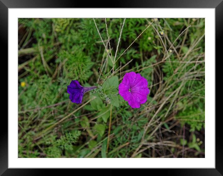 From Blue To Pink 2 Framed Mounted Print by Adrian Bud