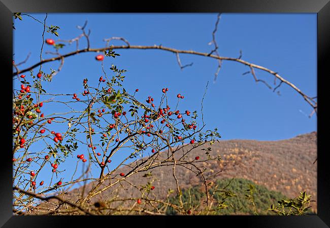 Rosehip on branch with blurred hill background Framed Print by Adrian Bud