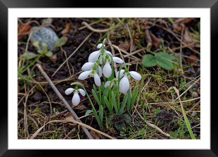snowdrops Framed Mounted Print by Adrian Bud