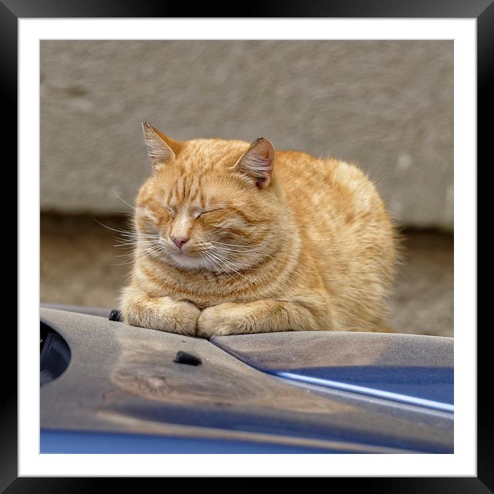 Golden Cat sleeping on the hood Framed Mounted Print by Adrian Bud