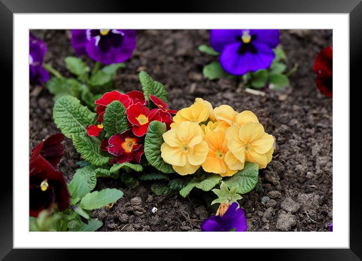 pansies in the ground Framed Mounted Print by Adrian Bud