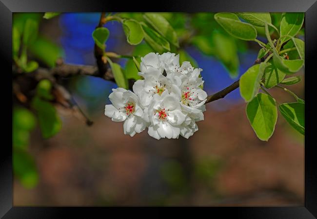 Blossom cherry in its own shadow Framed Print by Adrian Bud