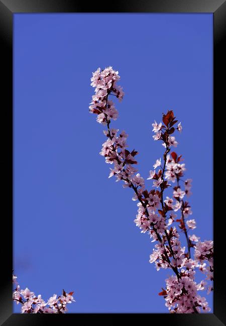 Blossom cherry branch on blue sky Framed Print by Adrian Bud