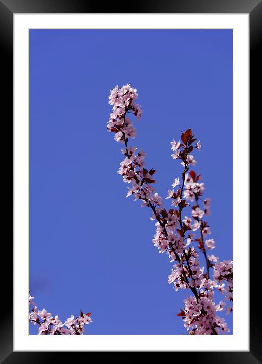 Blossom cherry branch on blue sky Framed Mounted Print by Adrian Bud