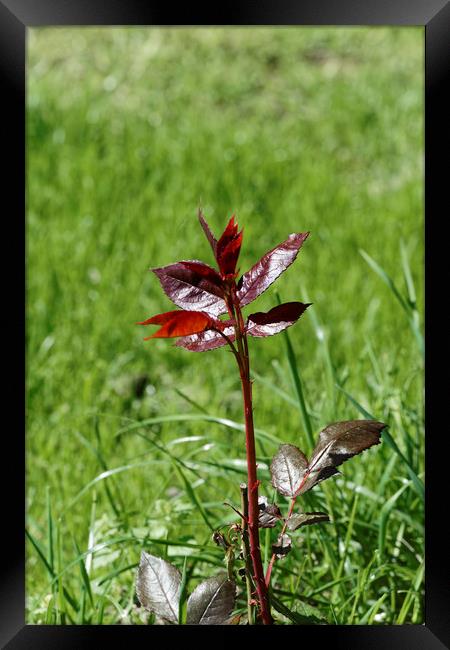 Red stalk of rose Framed Print by Adrian Bud