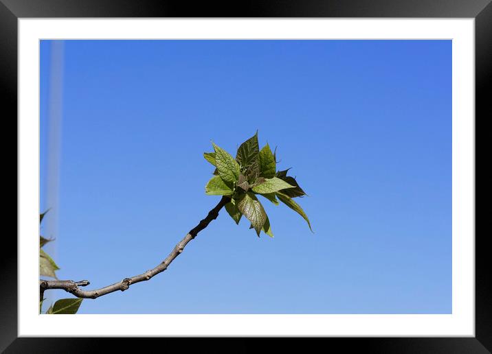 Fresh tree leaves on blu sky Framed Mounted Print by Adrian Bud