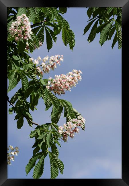 chestnut flowers cascade Framed Print by Adrian Bud
