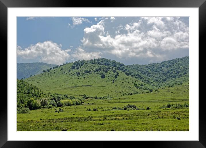 Cows grazing on hills near Sadu Sibiu County Roman Framed Mounted Print by Adrian Bud