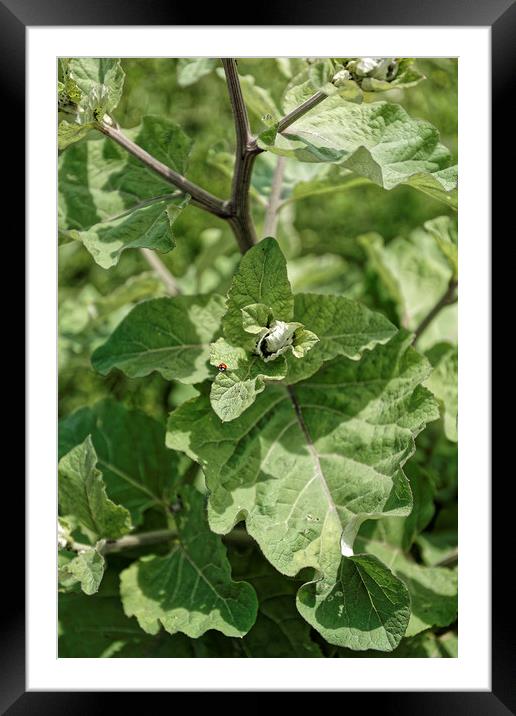 Burdock visited by a breast Framed Mounted Print by Adrian Bud