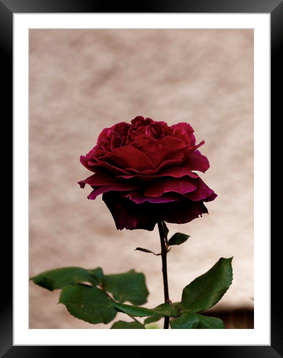 Red red Rose Framed Mounted Print by Adrian Bud