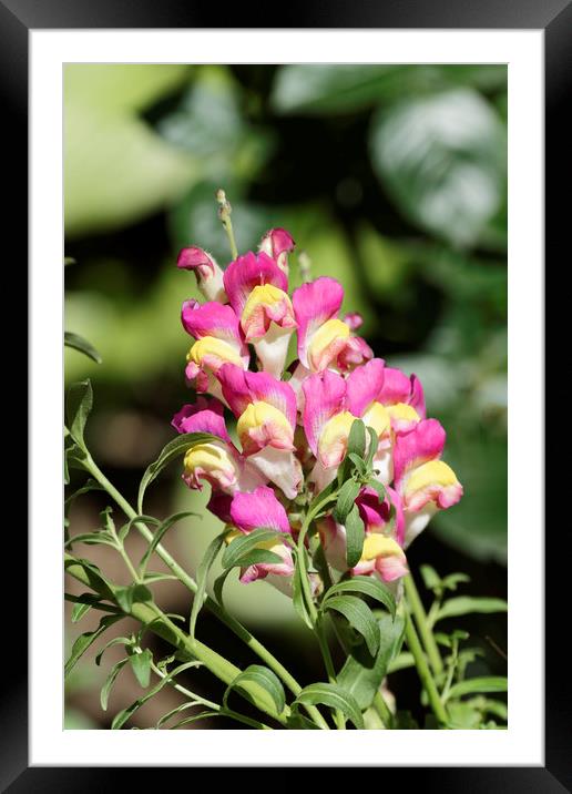snapdragon flower yellow magenta Framed Mounted Print by Adrian Bud