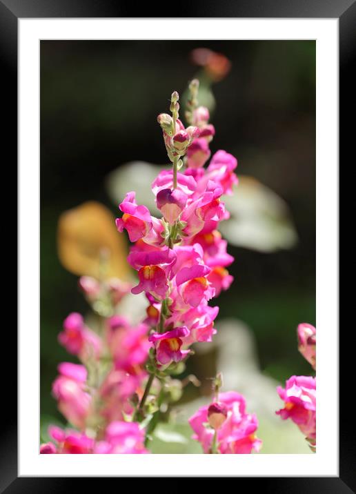 Snapdragon flower magenta on blurry background Framed Mounted Print by Adrian Bud