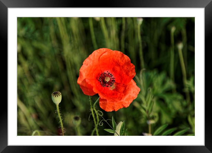 Poppy posing in the sun Framed Mounted Print by Adrian Bud
