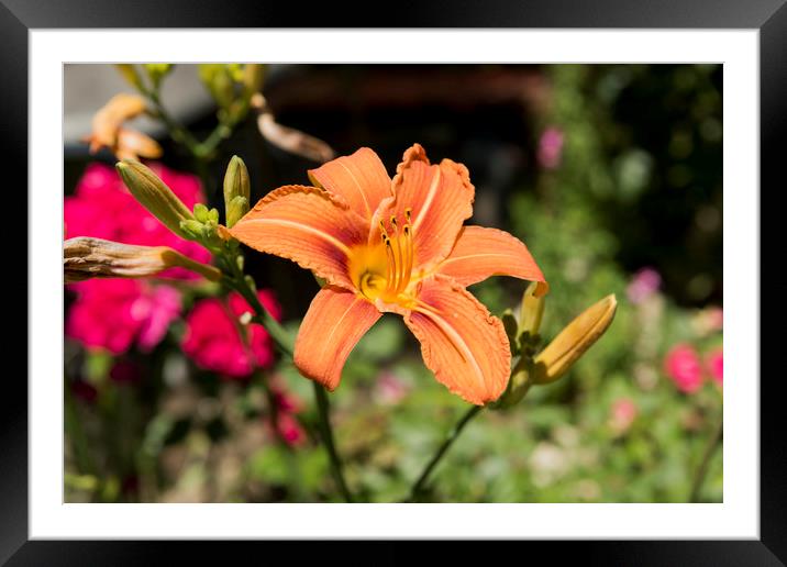 Orange Lily Flower Framed Mounted Print by Adrian Bud