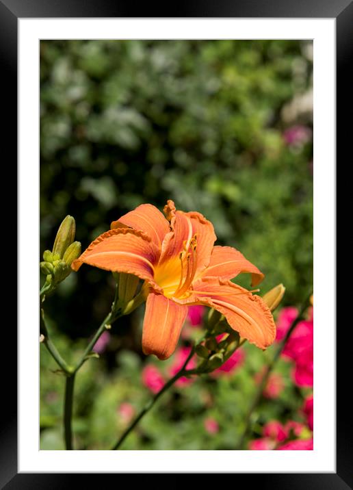 Orange Lily Framed Mounted Print by Adrian Bud