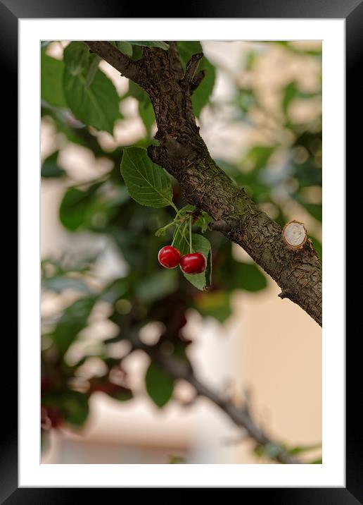 Cherry pair Framed Mounted Print by Adrian Bud