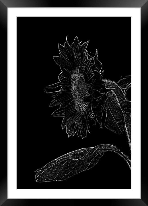 sunflower xxl Framed Mounted Print by Adrian Bud
