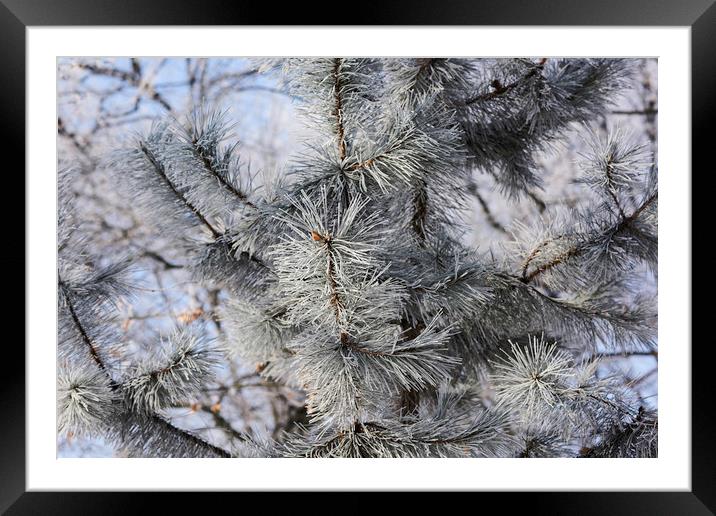 Snowy pine needles Framed Mounted Print by Adrian Bud